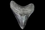 Serrated, Fossil Megalodon Tooth - Georgia #108857-1
